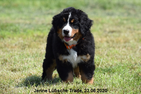 Jenne Lbsche Trade, 23.06.2020