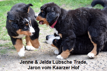 Jenne & Jelda Lbsche Trade, Jaron vom Kaarzer Hof