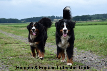 Hemma & Frisbee Lbsche Trade