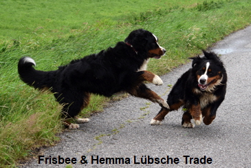 Frisbee & Hemma Lbsche Trade