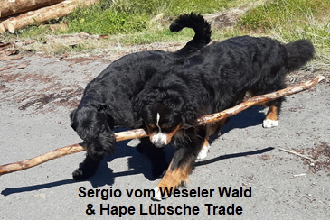 Sergio vom Weseler Wald & Hape Lbsche Trade