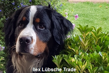 Ilex Lbsche Trade
