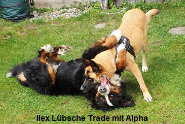 Ilex Lbsche Trade mit Alpha