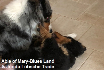 Able of Mary-Blues Land & Jondu Lbsche Trade