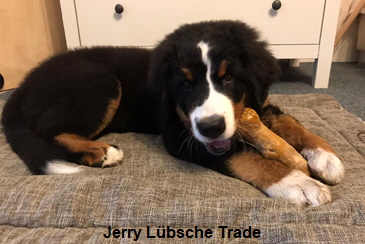 Jerry Lbsche Trade