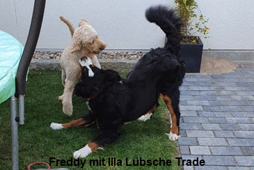 Freddy mit Illa Lbsche Trade