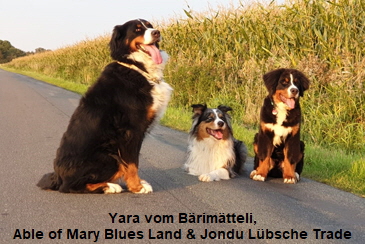 Yara vom Brimtteli, Able of Mary Blues Land & Jondu Lbsche Trade