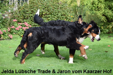 Jelda Lbsche Trade & Jaron vom Kaarzer Hof