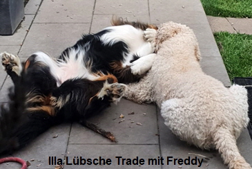 Illa Lbsche Trade mit Freddy