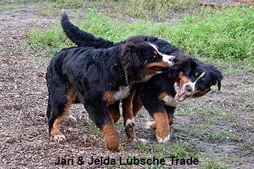 Jari & Jelda Lbsche Trade
