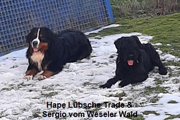 Hape Lbsche Trade & Sergio vom Weseler Wald