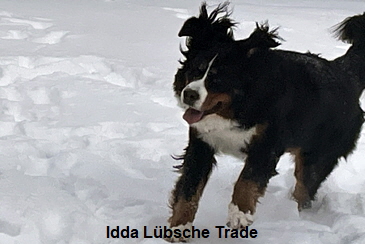 Idda Lbsche Trade