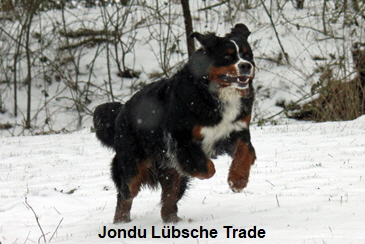 Jondu Lbsche Trade