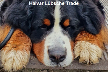 Halvar Lübsche Trade