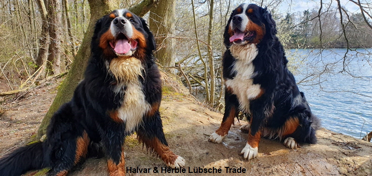 Halvar & Herbie Lübsche Trade