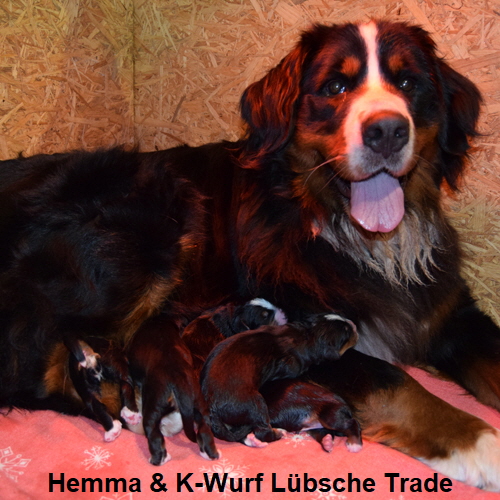 Hemma & K-Wurf Lübsche Trade