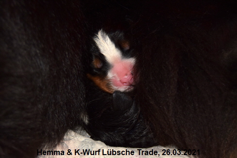 Hemma & K-Wurf Lübsche Trade, 26.03.2021