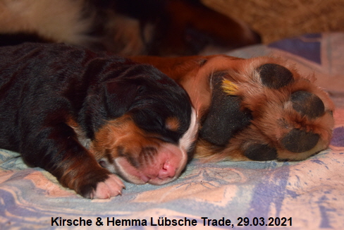 Kirsche & Hemma Lübsche Trade, 29.03.2021