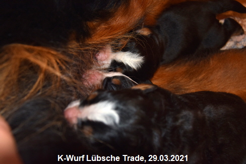 K-Wurf Lübsche Trade, 29.03.2021