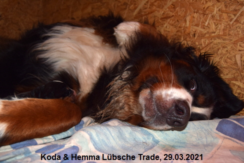 Koda & Hemma Lübsche Trade, 29.03.2021