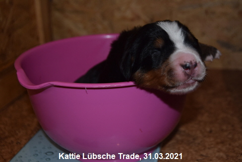 Kattie Lübsche Trade, 31.03.2021