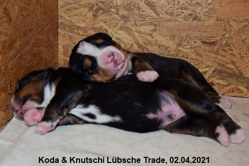 Koda & Knutschi Lübsche Trade, 02.04.2021