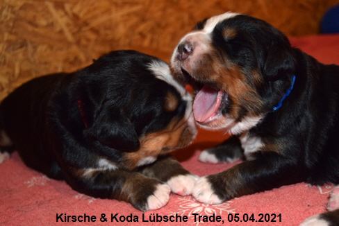 Kirsche & Koda Lübsche Trade, 05.04.2021