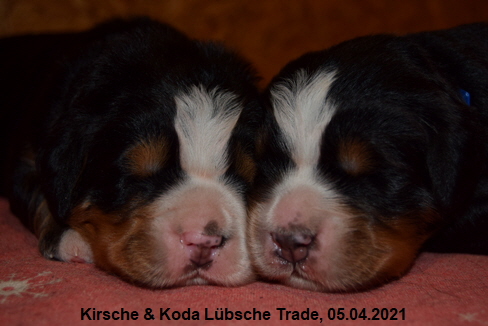 Kirsche & Koda Lübsche Trade, 05.04.2021