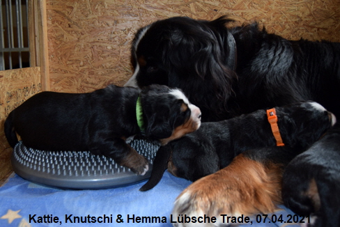 Kattie, Knutschi & Hemma Lübsche Trade, 07.04.2021