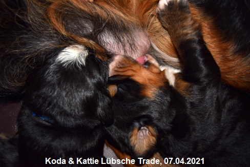 Koda & Kattie Lübsche Trade, 07.04.2021
