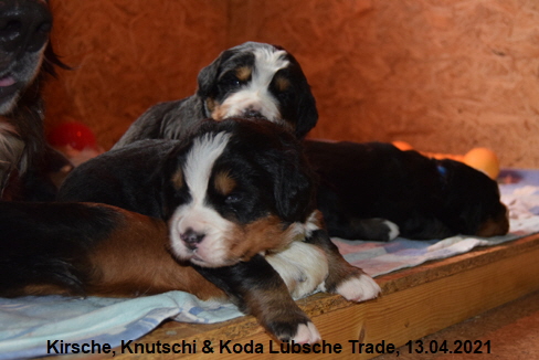 Kirsche, Knutschi & Koda Lübsche Trade, 13.04.2021