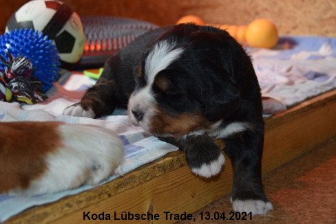 Koda Lübsche Trade, 13.04.2021