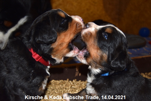 Kirsche & Koda Lübsche Trade, 14.04.2021