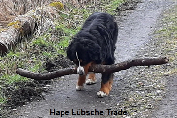 Hape Lbsche Trade