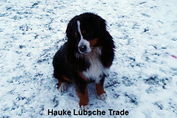 Hauke Lbsche Trade