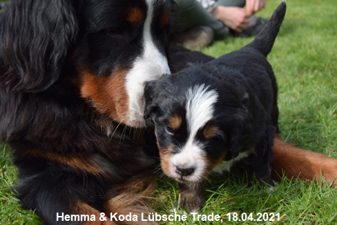 Hemma & Koda Lübsche Trade, 18.04.2021