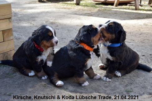 Kirsche, Knutschi & Koda Lübsche Trade, 21.04.2021