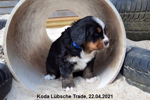 Koda Lübsche Trade, 22.04.2021