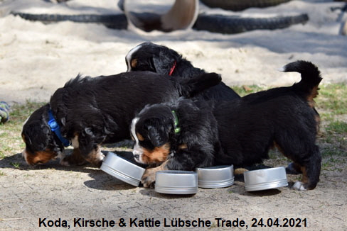 Koda, Kirsche & Kattie Lübsche Trade, 24.04.2021