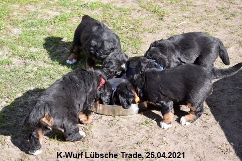 K-Wurf Lübsche Trade, 25.04.2021