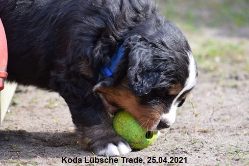 Koda Lübsche Trade, 25.04.2021