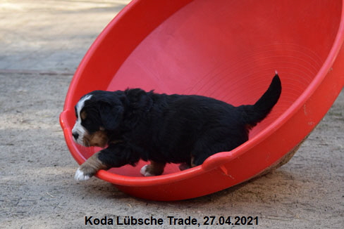Koda Lübsche Trade, 27.04.2021