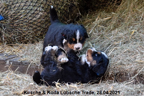 Kirsche & Koda Lübsche Trade, 28.04.2021