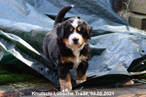 Knutschi Lübsche Trade, 03.05.2021