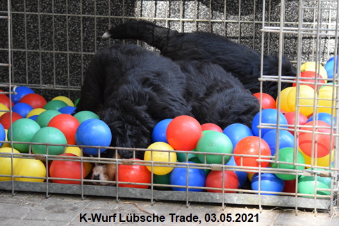 K-Wurf Lübsche Trade, 03.05.2021