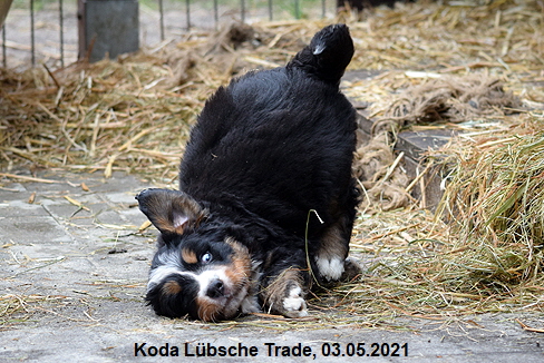 Koda Lübsche Trade, 03.05.2021