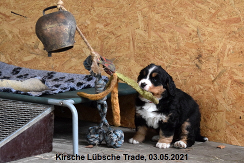 Kirsche Lübsche Trade, 03.05.2021