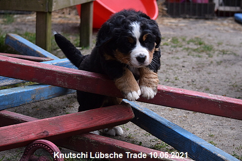 Knutschi Lübsche Trade 10.05.2021