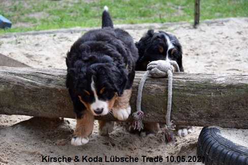 Kirsche & Koda Lübsche Trade 10.05.2021