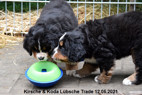 Kirsche & Koda Lübsche Trade 12.05.2021